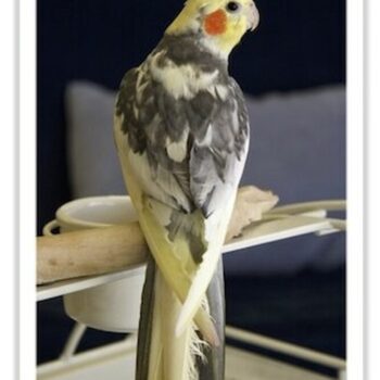 Buy Cockatiel - Pied Online