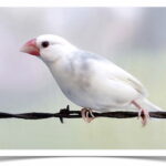 Buy Java Rice Finch - Pied Online