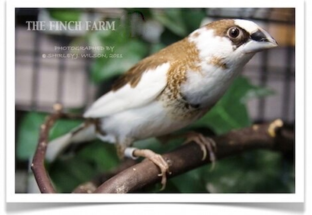 fawn pied society finch