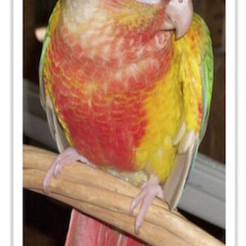 Buy Conure - Pineapple Green-Cheeked Online