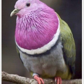 Buy Pink Headed Fruit Dove Online