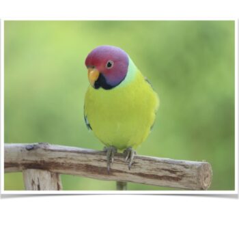 Buy Plum-headed Parakeets Online