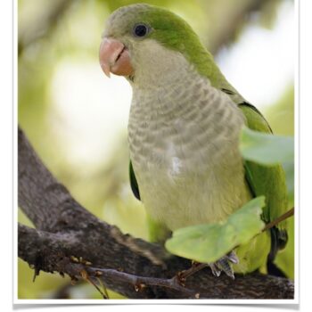 Buy Quaker Parrot (Monk Parakeet) Online - Image 3