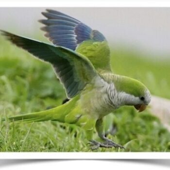 Buy Quaker Parrot (Monk Parakeet) Online - Image 2