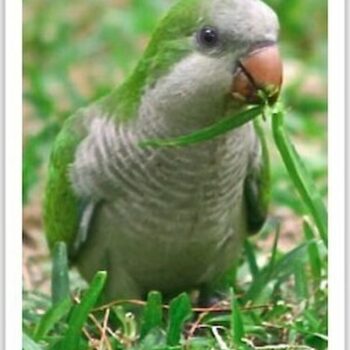 Buy Quaker Parrot (Monk Parakeet) Online - Image 4