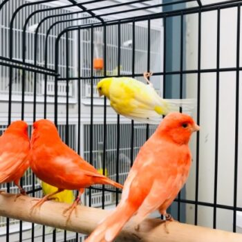 RED FACTOR CANARY FOR SALE - Image 3