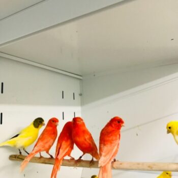 RED FACTOR CANARY FOR SALE - Image 4