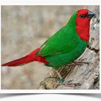 Buy Red-faced Parrotfinch Online