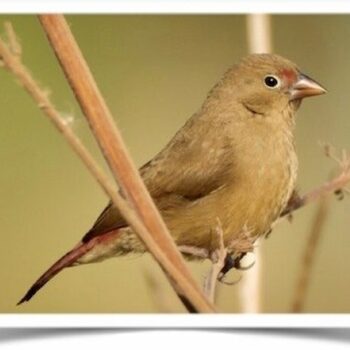 Buy Red-Billed Firefinch Online - Image 2