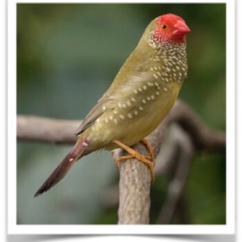 Buy Red-Faced Star Finch Online