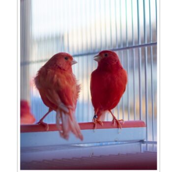 Buy Red Factor Canary Online - Image 2