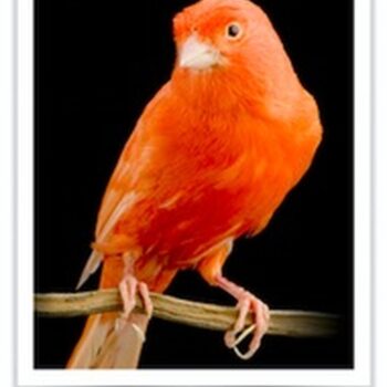 Buy Red Factor Canary Online - Image 3
