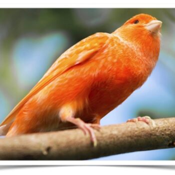 Buy Red Factor Canary Online - Image 4