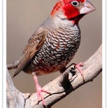 Buy Red-headed Finch Online