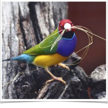 Buy Lady Gouldian Green Back Normal (BLACK HEAD MALE ONLY) Online - Image 8