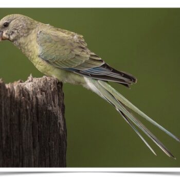 Buy Red-rumped Parrot Online