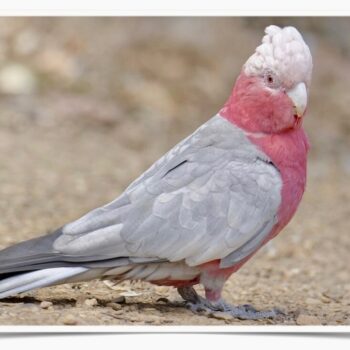 Buy Rose Breasted Cockatoo Online