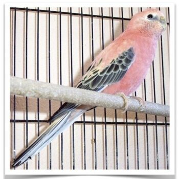 Buy Rosy Bourke's Parakeets Online