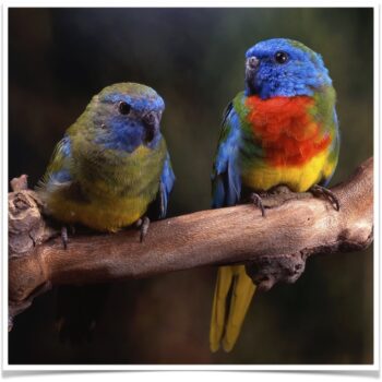 Buy Scarlet-chested Parakeet Online