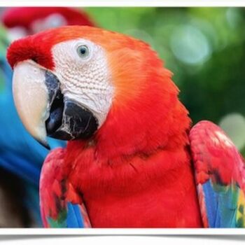 Buy Scarlet Macaw Online - Image 3