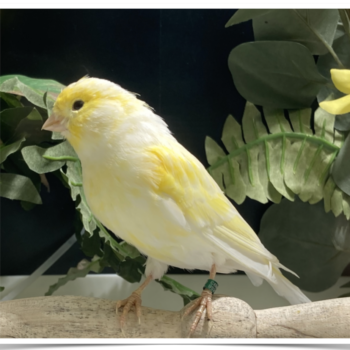 Buy Mosaic Canary Yellow Online