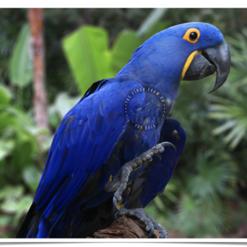 Buy Hyacinth Macaw Online - Image 3
