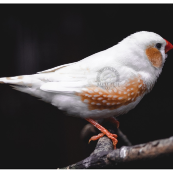 Buy Zebra Finch - Chestnut Flanked White Online - Image 2