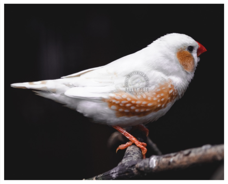 Buy Zebra Finch - Chestnut Flanked White Online - Image 2