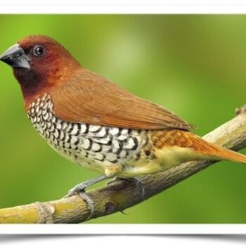 Buy Spice Finch Online