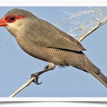 Buy St Helena Waxbill (Common Waxbill) Online - Image 2