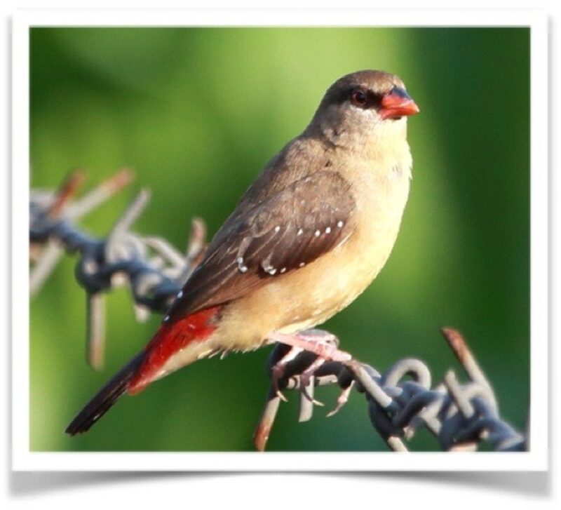 Buy Strawberry Finch Online