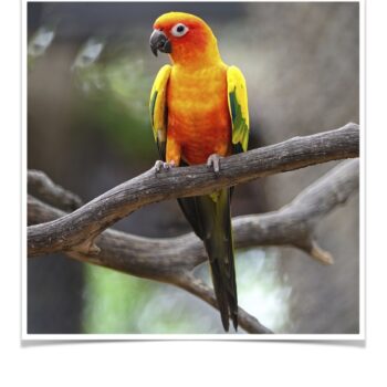 Buy Conure - Sun Online