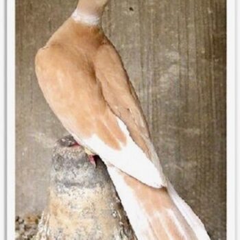 Buy Tangerine Ringneck Doves Online