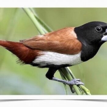 Buy Tri-Colored Nun Finch Online