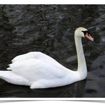 Buy White Mute Swan