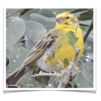 Buy White Bellied Canary Online - Image 2
