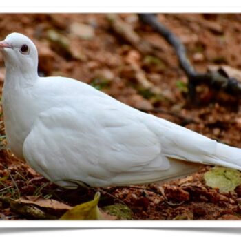 Buy Ring-necked Dove