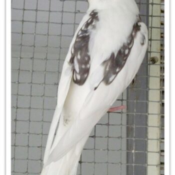 Buy Cockatiel - White-faced Pied Online - Image 2