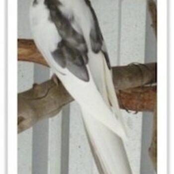 Buy Cockatiel - White-faced Pied Online - Image 3