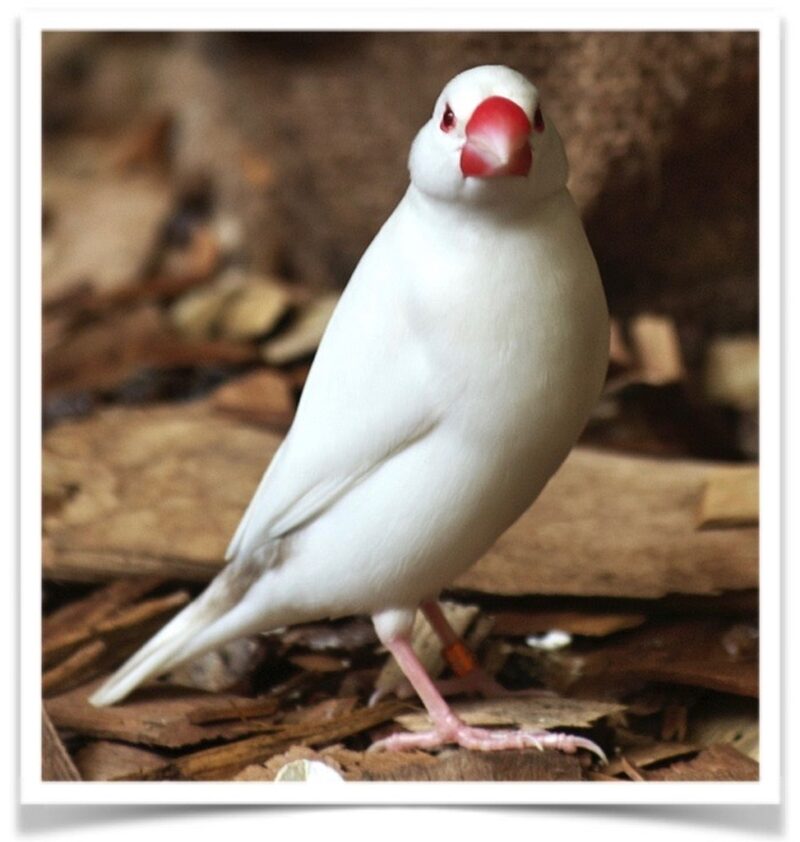 Buy Java Rice Finch - White Online - Image 2