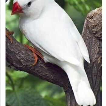 Buy White Zebra Finch Online