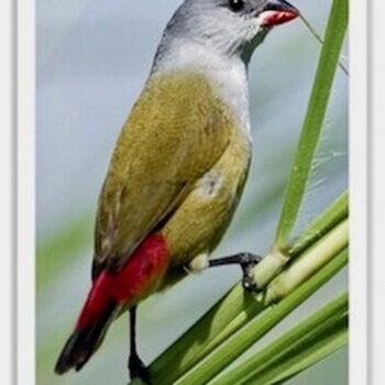 Buy Yellow-Bellied Waxbill Online