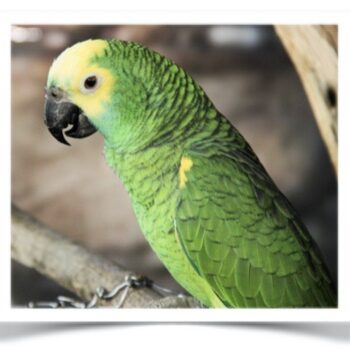 Buy Yellow Shouldered Macaw Online