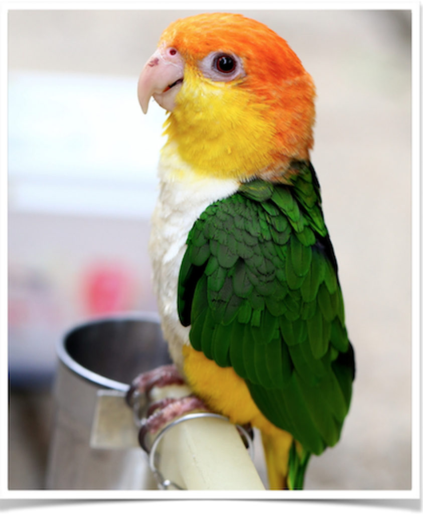 green thighed caique for sale