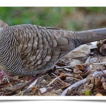 Buy Zebra Doves Online - Image 2