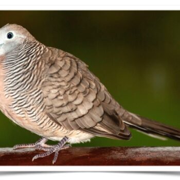 Buy Zebra Doves Online 