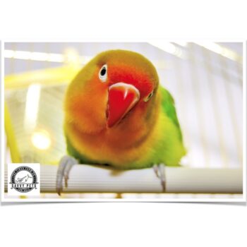 Buy Lovebirds - Fischer's Online - Image 2