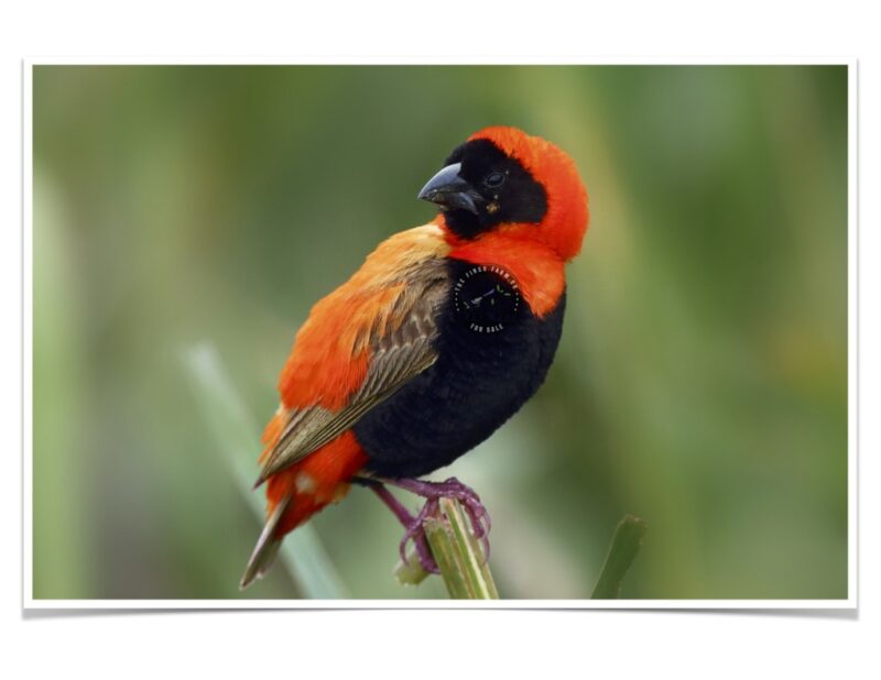 Buy Orange Crown Weaver (Red Bishop) Online