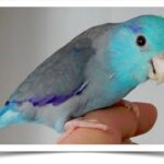 Buy Blue Parrotlet Online