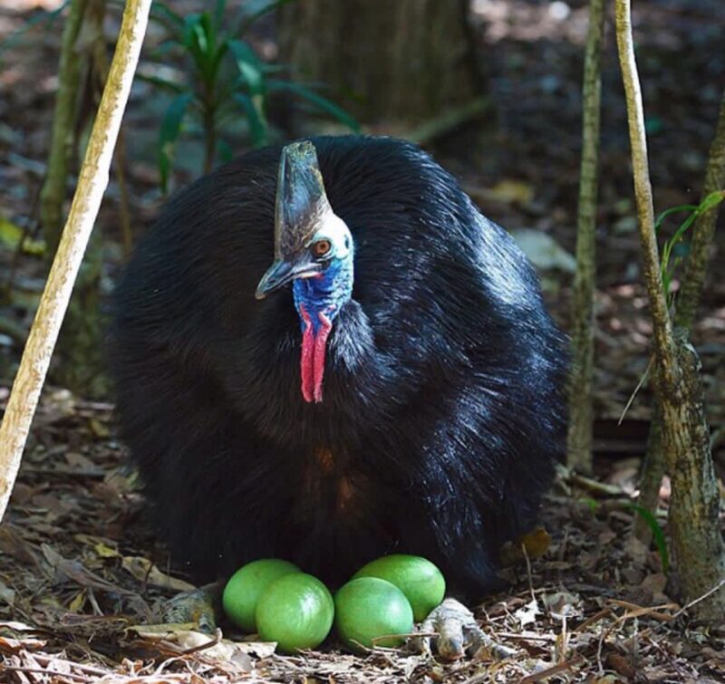 Buy Cassowary Eggs For Sale